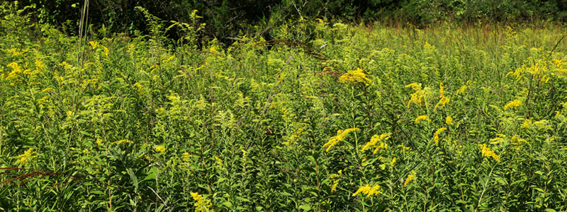 field of gold - goldenrods