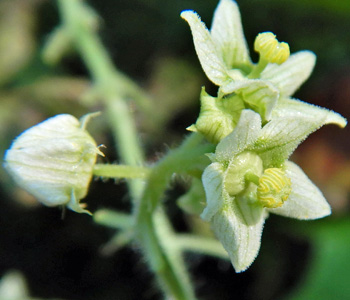 bur cucumber Sicyos angulatus 