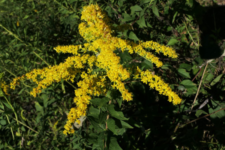 goldenrods