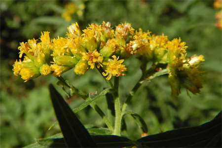 Grassleaved goldenrod Euthamia graminifolia 