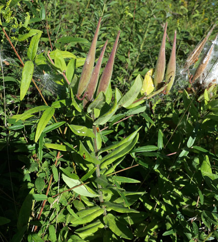 milkweed