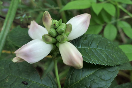 White turtlehead Chelone glabra 