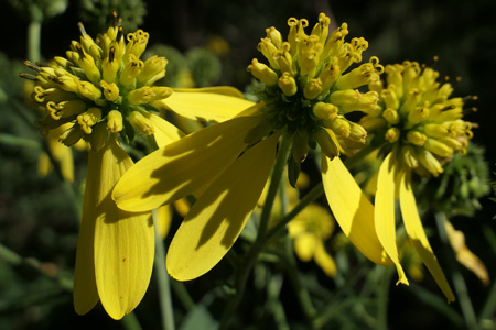 wingstem Verbesina alternifolia