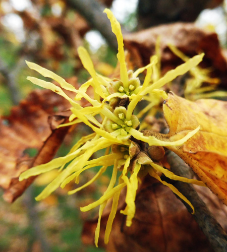 The Common American Native Witch Hazel: Hamamelis virginiana