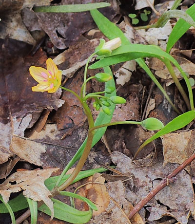 Claytonia virginica forma lutea, Yellow Spring Beauty