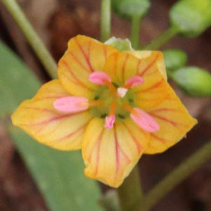 Claytonia virginica forma lutea, Yellow Spring Beauty