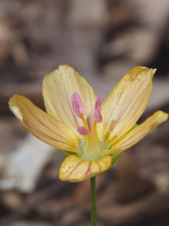 Claytonia virginica forma lutea, Yellow Spring Beauty