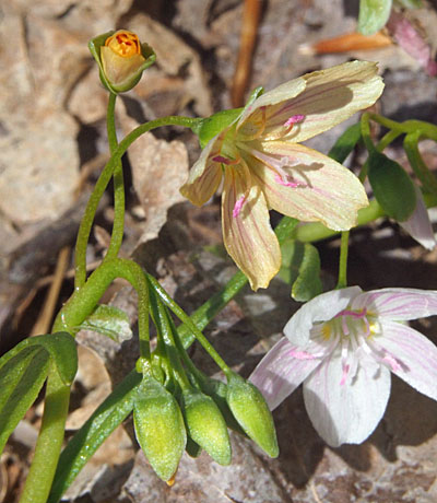 Claytonia virginica forma lutea, Yellow Spring Beauty