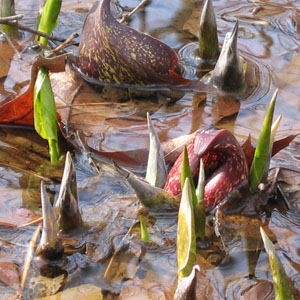 Symplocarpus foetidus - Skunk Cabbage - Spathe and leaves rolled up in some muck