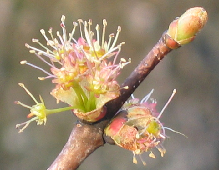 Acer rubrum (Red Maple) Male Flower