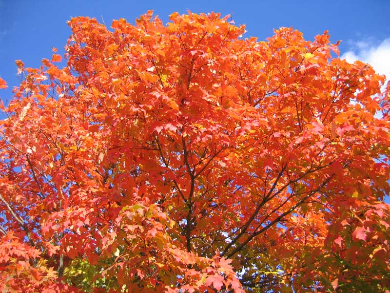Acer saccharum (Sugar Maple) Autumn color