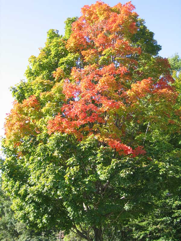 Sacque Tree Index of /photo_galleries/images/
