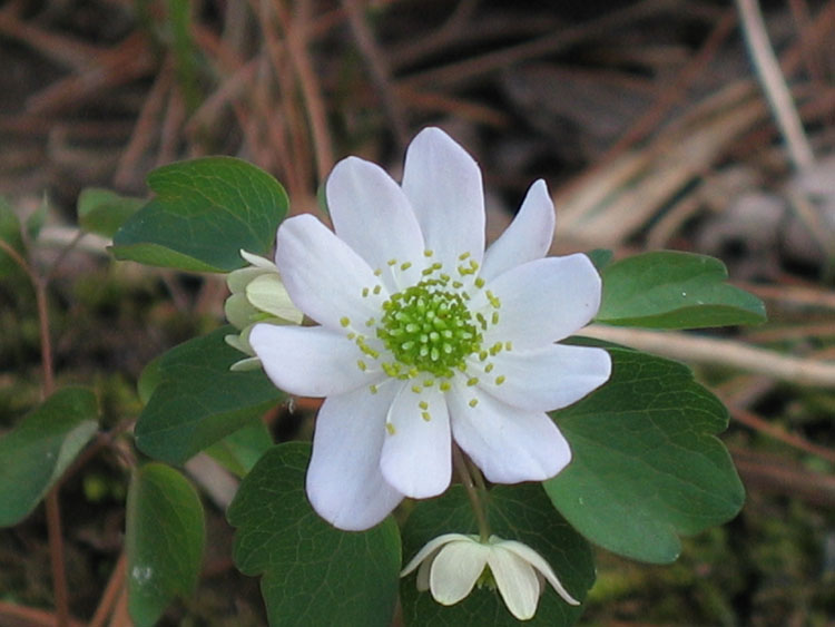 Anemonella thalictroides (Rue anemone) Flower