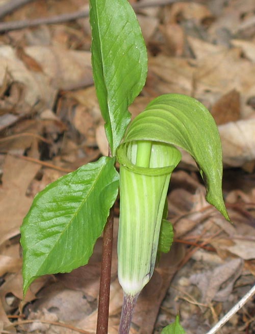 Arisaema triphyllum (Jack in the Pulpit)  - www.AwesomeNativePlants.info