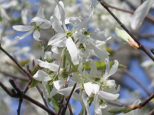 Common Serviceberry Amelanchier arborea