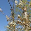 <i>Amelanchier arborea</i> ( Common Serviceberry )