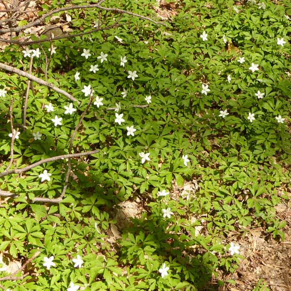 Anemone quinquefolia - Wood Anemone - population