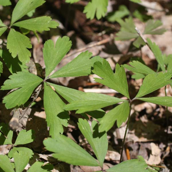 Anemone quinquefolia - Wood Anemone - Leaves