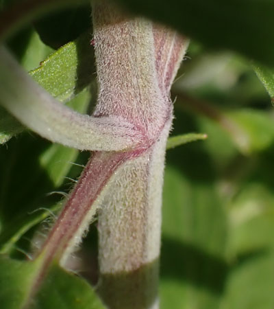Monarda punctata - Eastern horsemint - stem