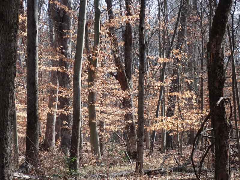 American Beech Fagus grandifolia