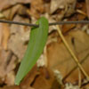 <i>Uvularia perfoliata</i> ( Bellflower ) - Leaves are perfoliate, the stems go through the leaf.