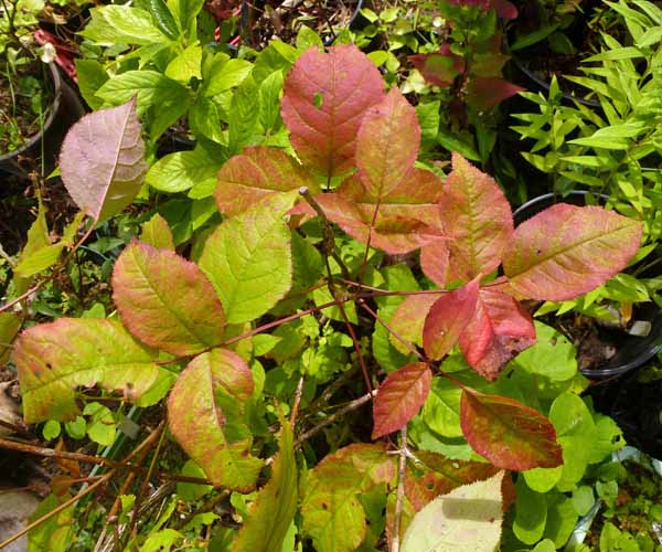 Staphylea trifolia - bladdernut -  fall leaves