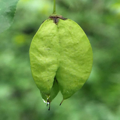 Staphylea trifolia - bladdernut - Fruit 