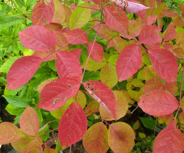 Staphylea trifolia - bladdernut -  fall leaves