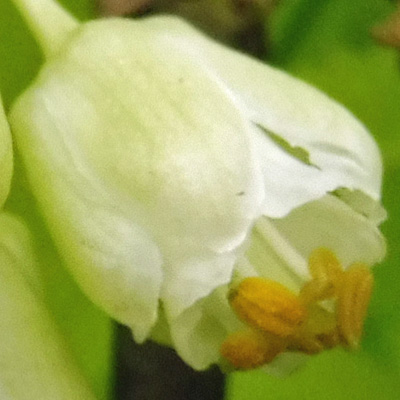 Staphylea trifolia - bladdernut - flower - close up