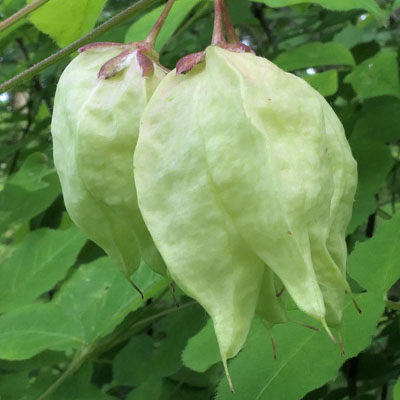 Staphylea trifolia - bladdernut - Fruit 