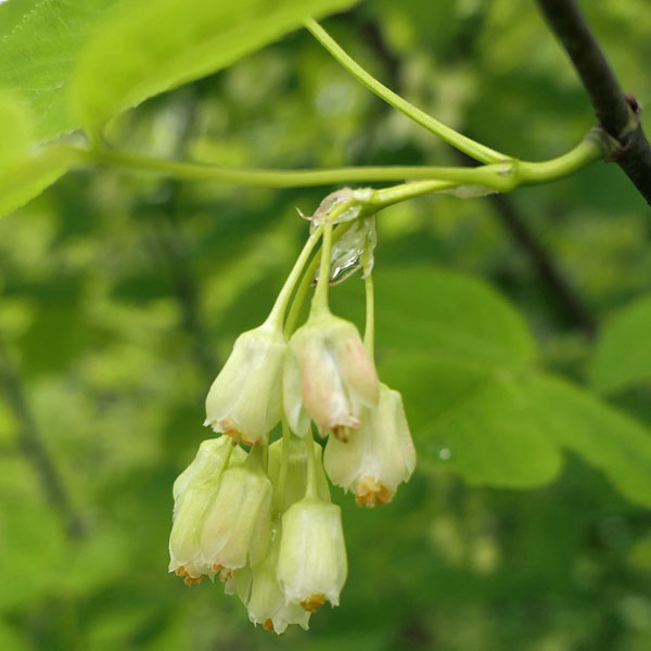 Staphylea trifolia - bladdernut - inflorescence
