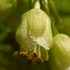 <i>Staphylea trifolia</i> ( Bladdernut ) - The bell-shaped flowers are about an inch and a half long.