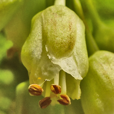 Staphylea trifolia - bladdernut - flower - close up