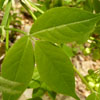 <i>Staphylea trifolia</i> ( Bladdernut ) - The leaves are compound with 3 leaflets.