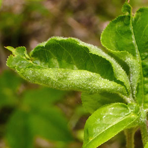 Staphylea trifolia - bladdernut -  leaves