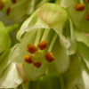 <i>Staphylea trifolia</i> ( Bladdernut )