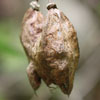 <i>Staphylea trifolia</i> ( Bladdernut )- Papery seed capsules