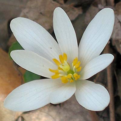 Sanguinaria canadensis - Bloodroot - Flower - petals alternating longer and shorter