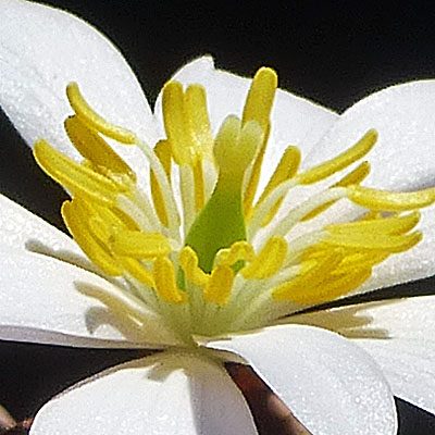 Sanguinaria canadensis - Bloodroot - Flower - anthers bend away from stigma