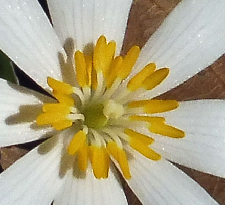 Sanguinaria canadensis - Bloodroot - Flower - anthers bend away from stigma