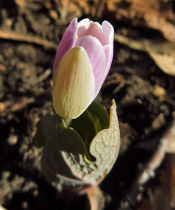 Sanguinaria canadensis bloodroot