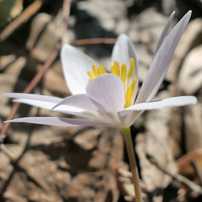 Sanguinaria canadensis - Bloodroot - Flower - side view - no sepals 