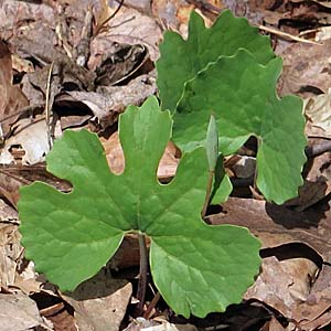 Sanguinaria canadensis - Bloodroot, basal  leaves 
