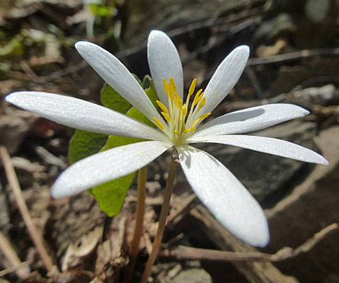 Sanguinaria canadensis - Bloodroot - Flower - elongated petals