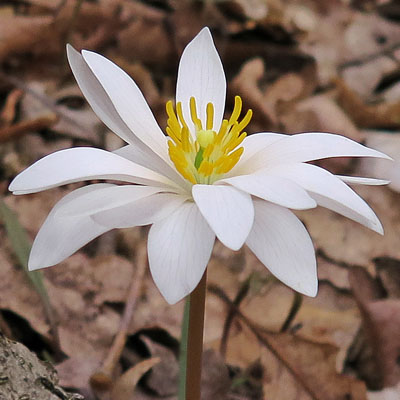 Sanguinaria canadensis - Bloodroot - Flower - double row of petals