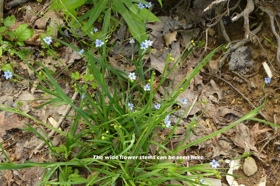 Sisyrinchium angustifolium - Blue-eyed grass - Leaves