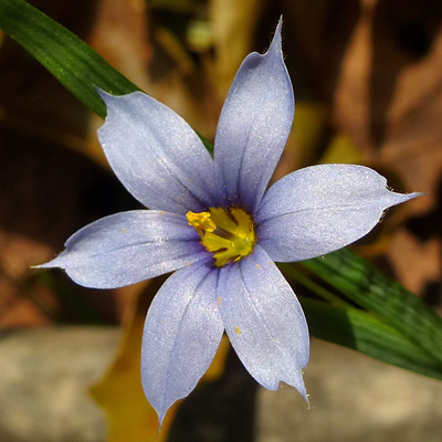Sisyrinchium angustifolium - Blue-eyed grass - Flowers