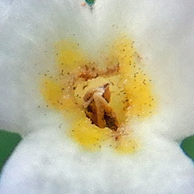 <i>Houstonia caerulea</i> ( Bluet ) white flower