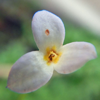 Houstonia caerulea - Bluet