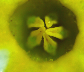 Houstonia caerulea ( Bluet ) 5 petal flower, microscope closeup of top of stamens